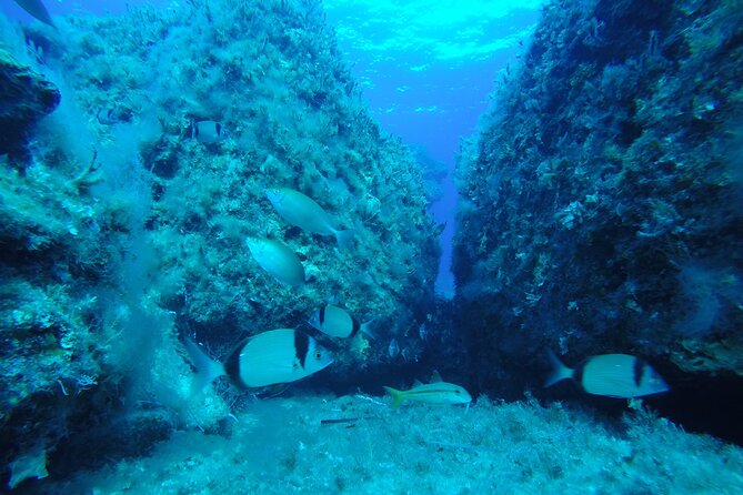 90-Minutes Glass Bottom Trip With Quick Dip - Seeing the Vera K. shipwreck through the glass