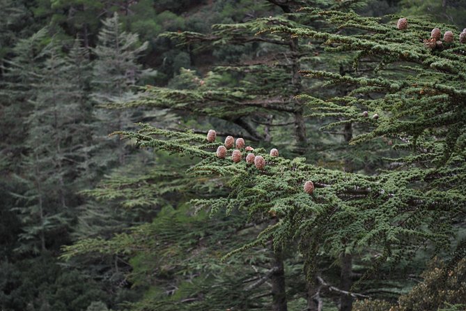 Beauty, Nature and Charm of Troodos Mountains from Paphos - Millomeris Waterfall rewards comfortable shoes