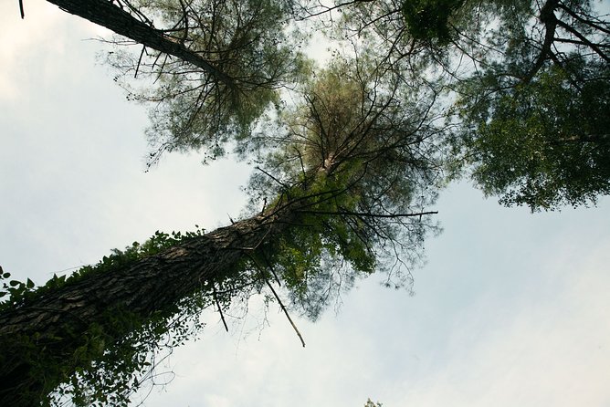 Beauty, Nature and Charm of Troodos Mountains from Paphos - Omodos offers the day’s strongest village experience