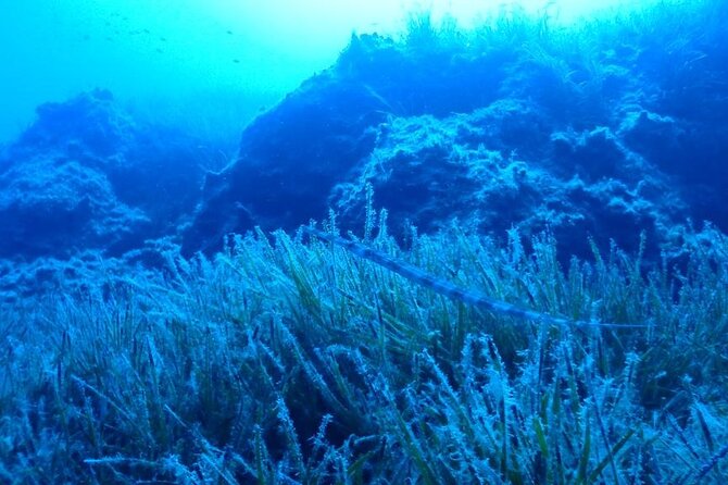 Beginners Discover Scuba Diving By Boat, Best Spot In Cyprus - Blue Lagoon at a beginner-friendly depth