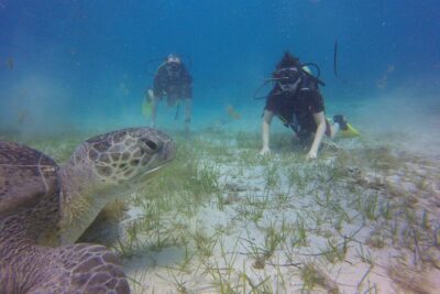 Discover Scuba Diving