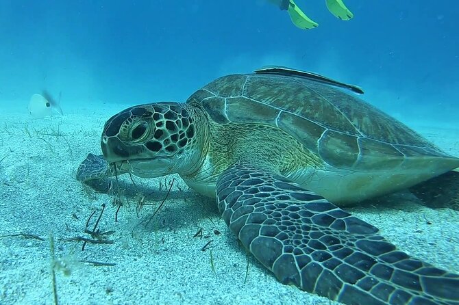 Discover SCUBA Diving with Pissouri Bay Divers - Key points to know before you book