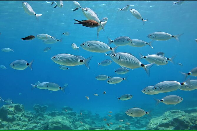 Discover SCUBA Diving with Pissouri Bay Divers - Why this first underwater session works