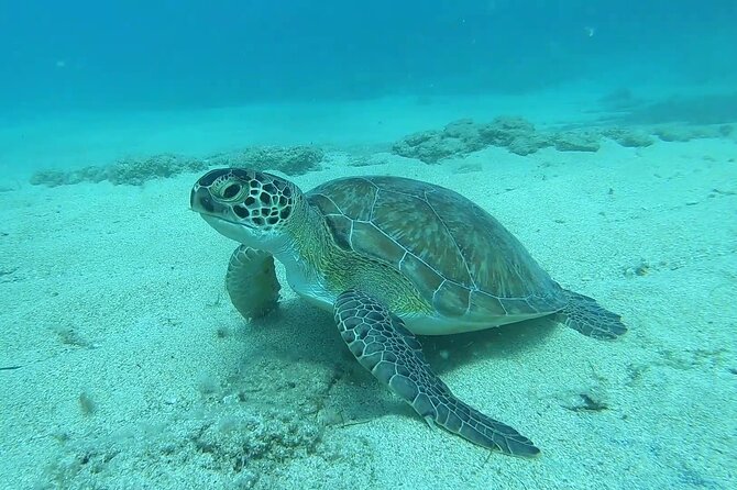 Discover SCUBA Diving with Pissouri Bay Divers - Shallow-water practice before the real exploration