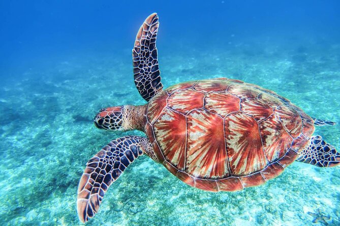 From Protaras: Turtle Cove & Blue Lagoon Cruise - Commentary, crew, and the pace of the cruise