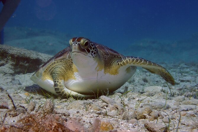 Guided snorkeling trip to the turtles in Protaras - Key points to know before you book