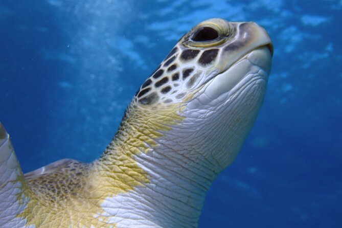 Guided snorkeling trip to the turtles in Protaras - A small-group start at 3:00 pm