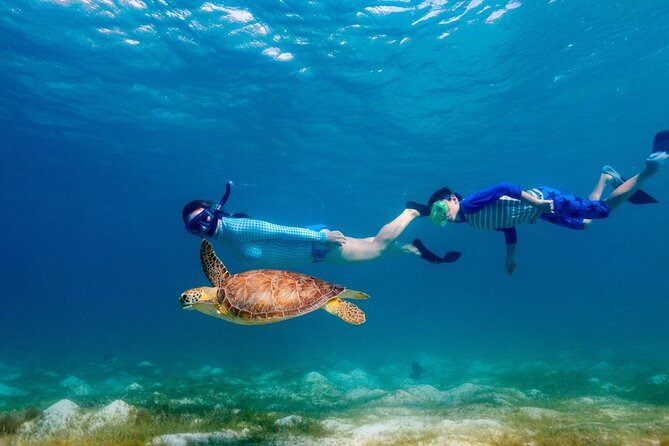 Guided snorkeling trip to the turtles in Protaras - How much value do you get for $90.31?