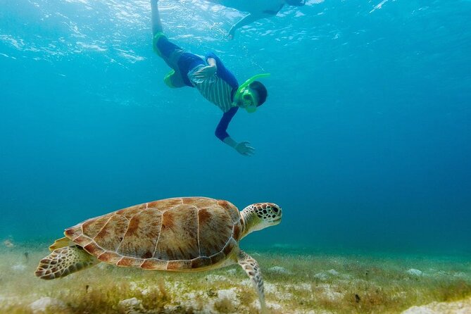Guided snorkeling trip to the turtles in Protaras - Booking timing, weather, and cancellations