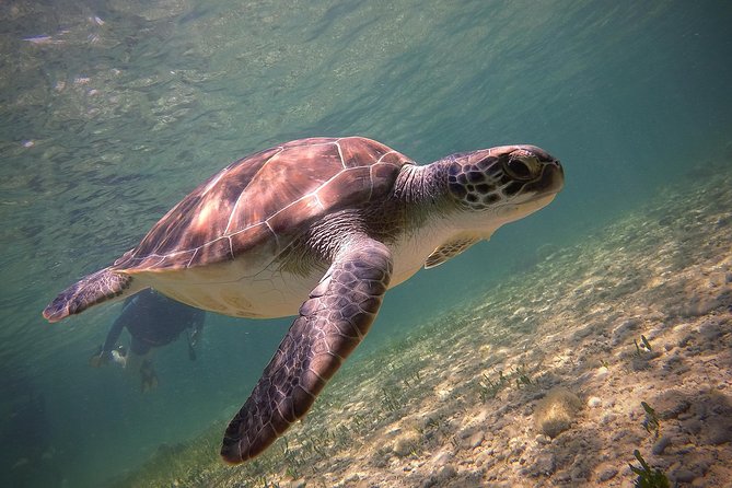 Half-Day Scuba Diving Tour - Discover Scuba Diving! - Why this Paphos experience works for first-timers