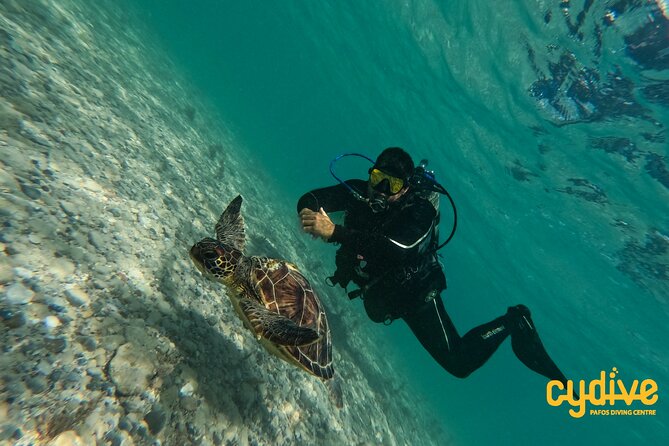 Half-Day Scuba Diving Tour - Discover Scuba Diving! - Walking to the Roman Wall shore site