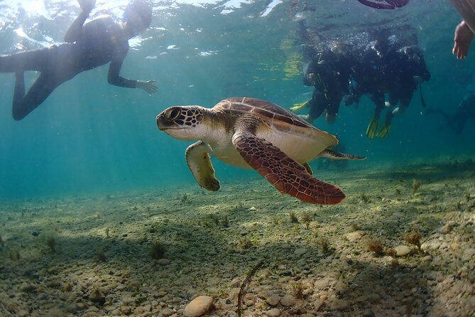 Half-Day Scuba Diving Tour - Discover Scuba Diving! - Marine life, ancient objects, and realistic expectations