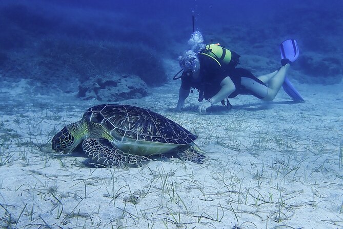 Introductory diving in small groups - What the underwater world may offer