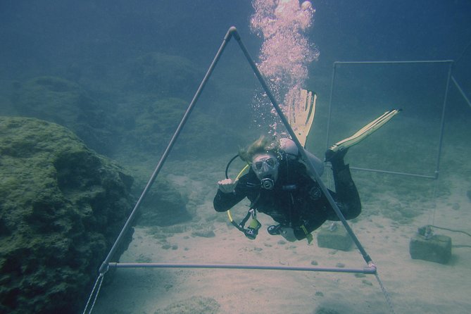 Local Guided Dives (for certified/licensed divers) - Green Bay and Green Bay 2: gentle water with added interest