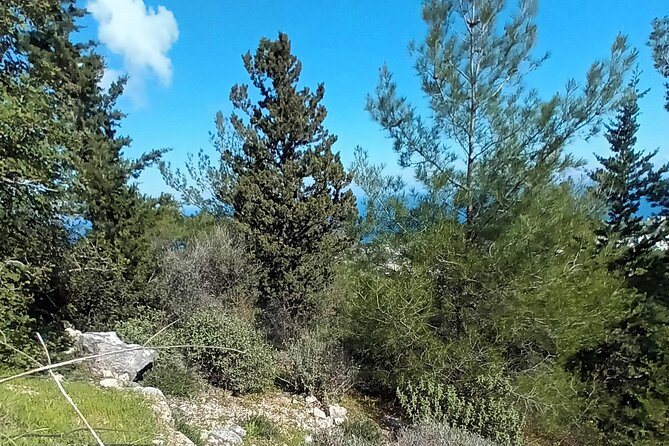 Nature Walking tour in the Mediterranean Cyprus-6days - Day five: Forest trails above Esentepe