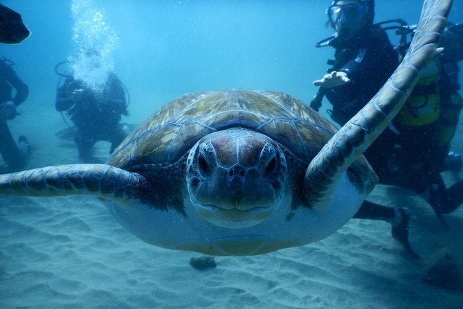 Private Diving at Zenobia Wreck in Larnaka - Who should book this experience