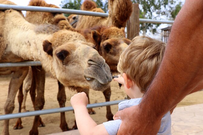 Private Full-Day Tour in Larnaca with Hotel Pick Up - A full day built around variety