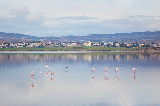 Private Full-Day Tour in Larnaca with Hotel Pick Up - Two hours at Camel Park