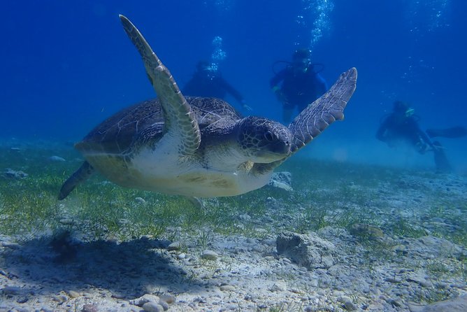 Scuba Diving Activity in Pernera - Is $89.53 a fair price?