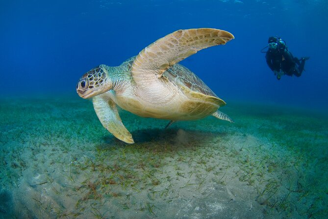Scuba Diving Experience & MUSAN Dive + Free Edited Video 2xdives - The step from first lesson to MUSAN