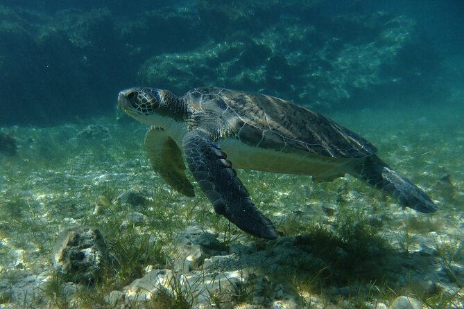 SCUBA DIVING first time experience - Fish, turtles, and what you may actually see