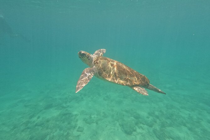 snorkeling ,Turtle Watching in Cyprus - The four details that matter most
