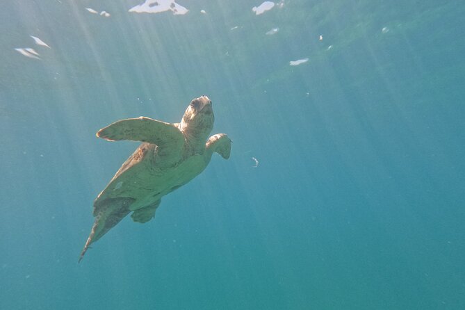 snorkeling ,Turtle Watching in Cyprus - Water temperature, wetsuits, and what to bring