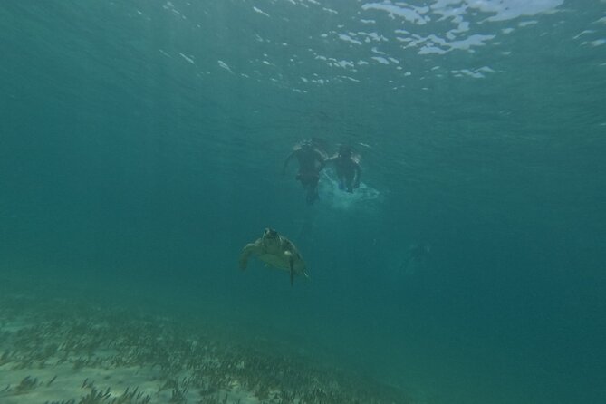 snorkeling ,Turtle Watching in Cyprus - A conservation lesson with the snorkeling