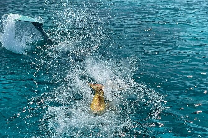 The Mermaid Cruise by Medusa Cruises – 2:30-Hour Family Adventure - What the entertainment adds