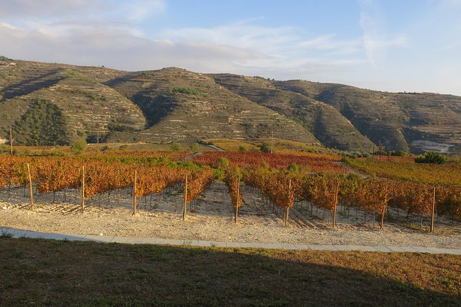 Troodos Mountains Grape Escape: All Inclusive Food & Wine Tour - Ktima Christoudia and the winery experience
