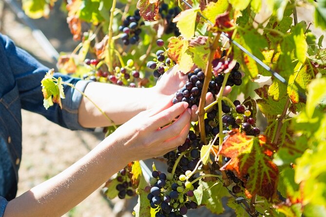 Troodos Mountains Grape Escape: All Inclusive Food & Wine Tour - Meze lunch makes the $142.41 price easier to judge