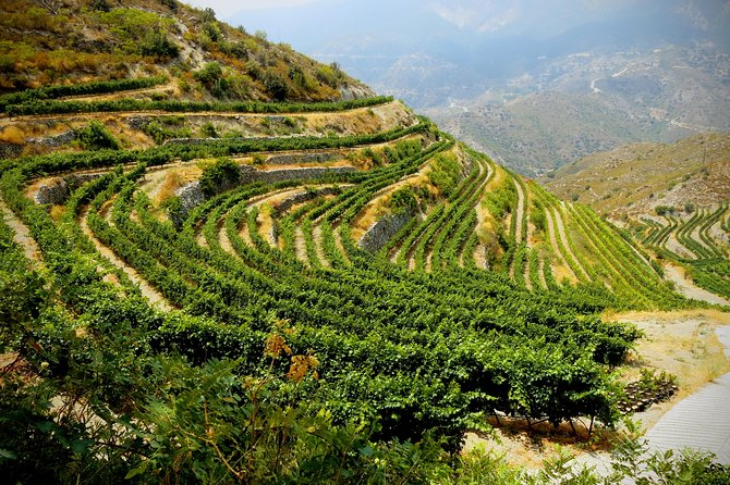 Troodos Mountains Grape Escape: All Inclusive Food & Wine Tour - What the flexible schedule means in practice