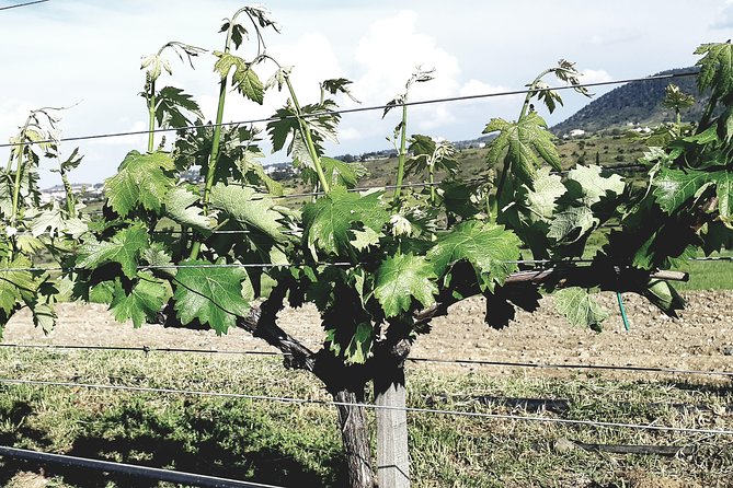 Troodos Mountains Grape Escape: All Inclusive Food & Wine Tour - Who will enjoy this outing most