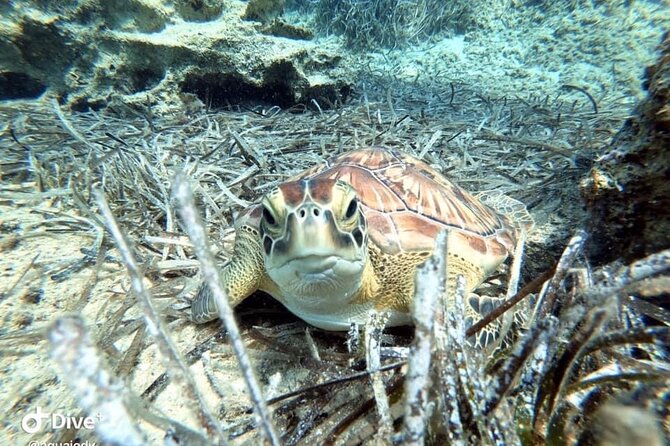 Try a Scuba Diving Experience - Who should book this experience